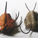 Illustration for article titled Trilobites: The Greatest Survivors in Earths History